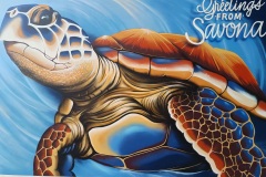 47-Tartaruga-_-Savona